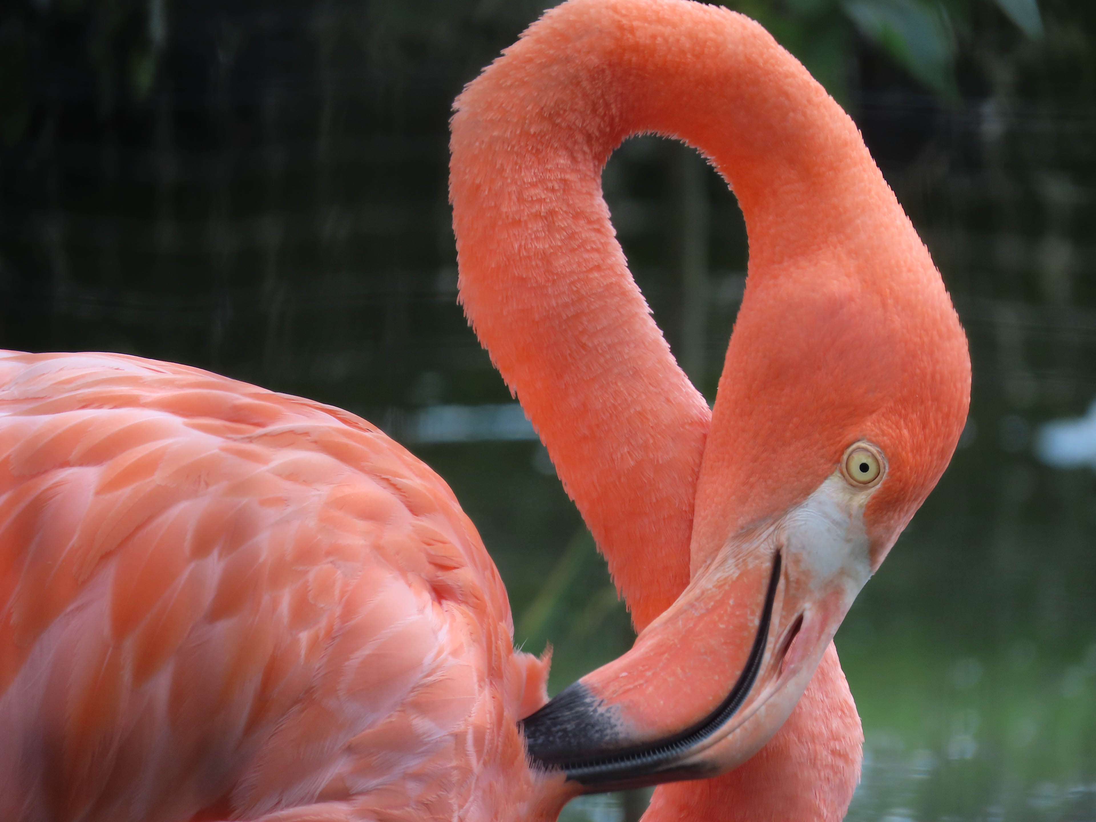 Canon SX70 HS review Cameralabs