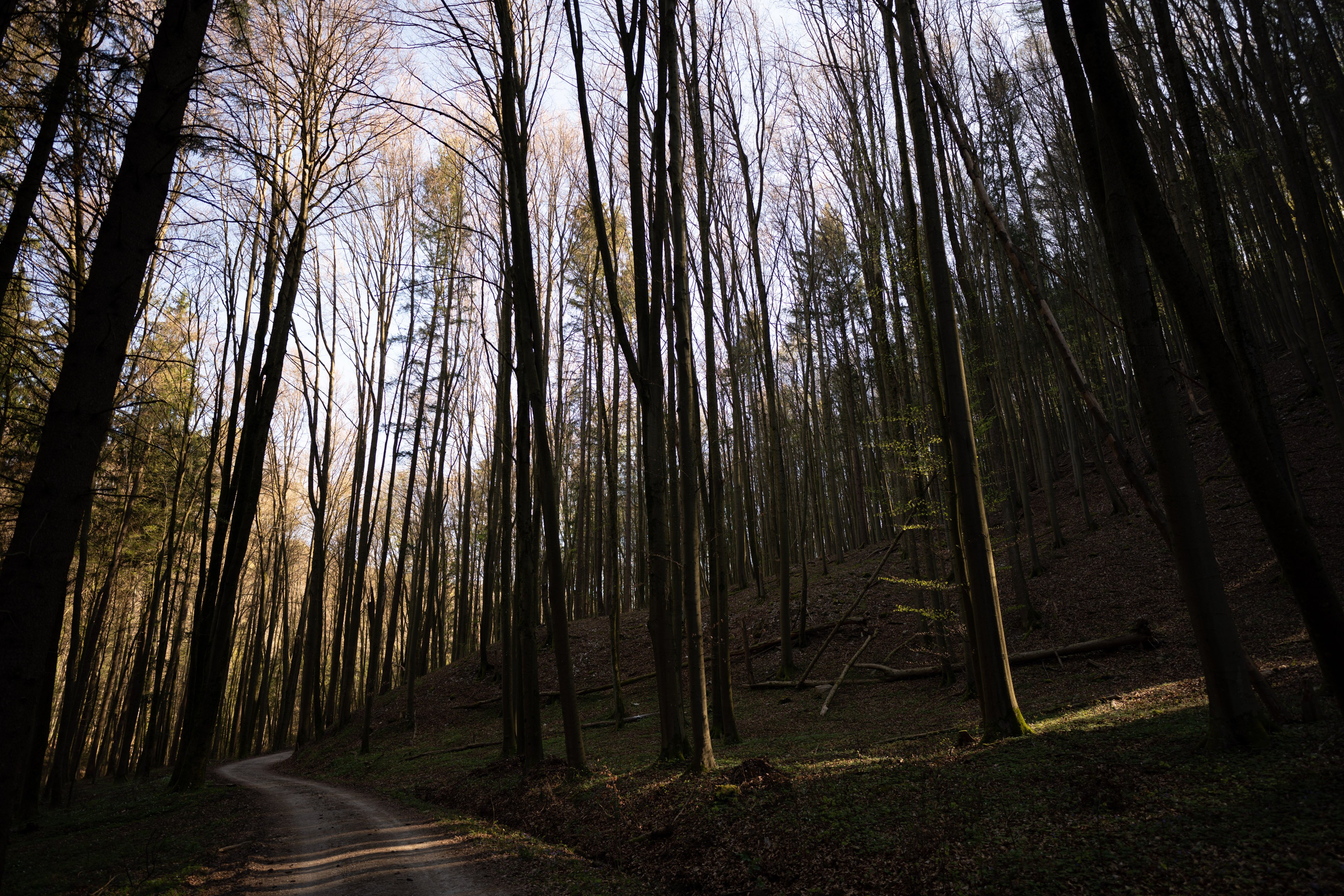 nikon z 20mm 1.8 flickr