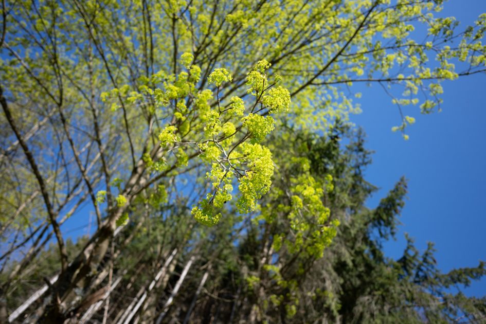 Nikon20f1-8S_f1-8_70135