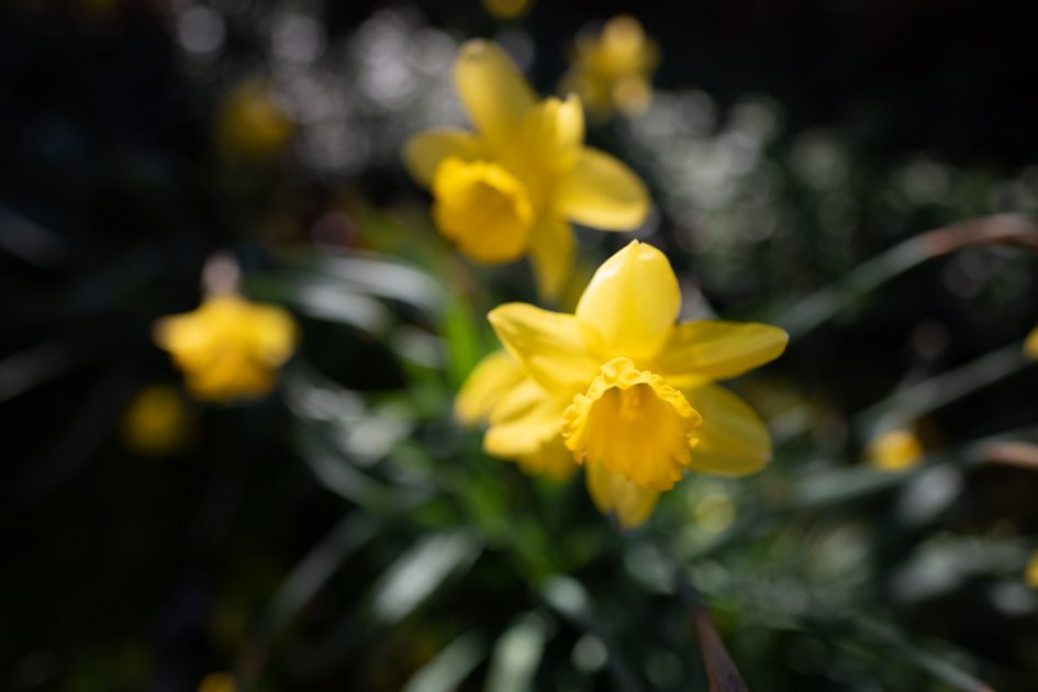Nikon20f1-8S_f1-8_70146
