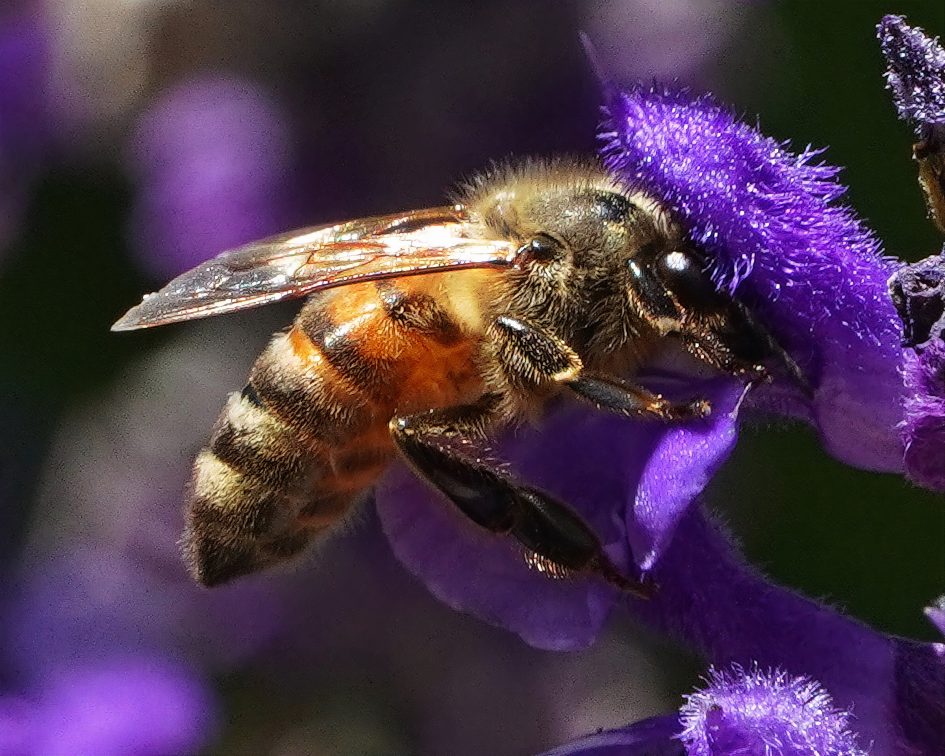 How to photograph bees Cameralabs