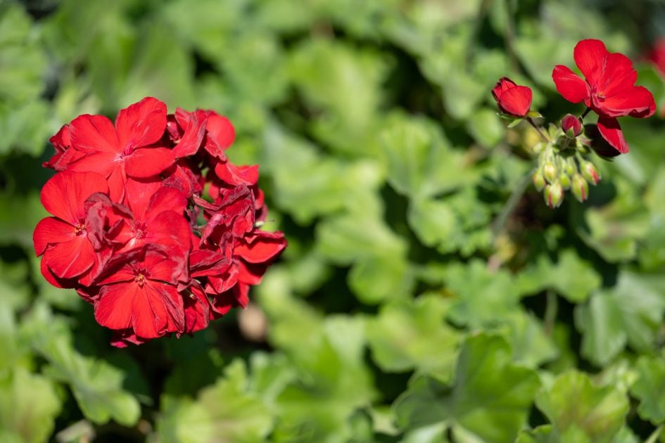 NikonZ70-200f2-8VRS_120f2-8_73995