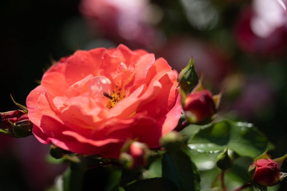 NikonZ70-200f2-8VRS_135f2-8_73999