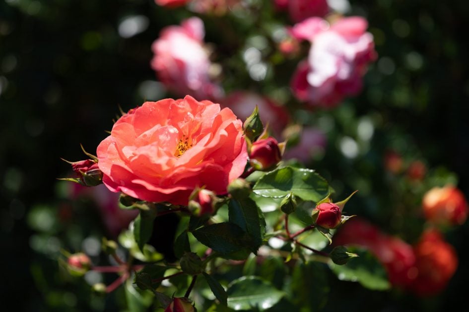 NikonZ70-200f2-8VRS_70f2-8_73997