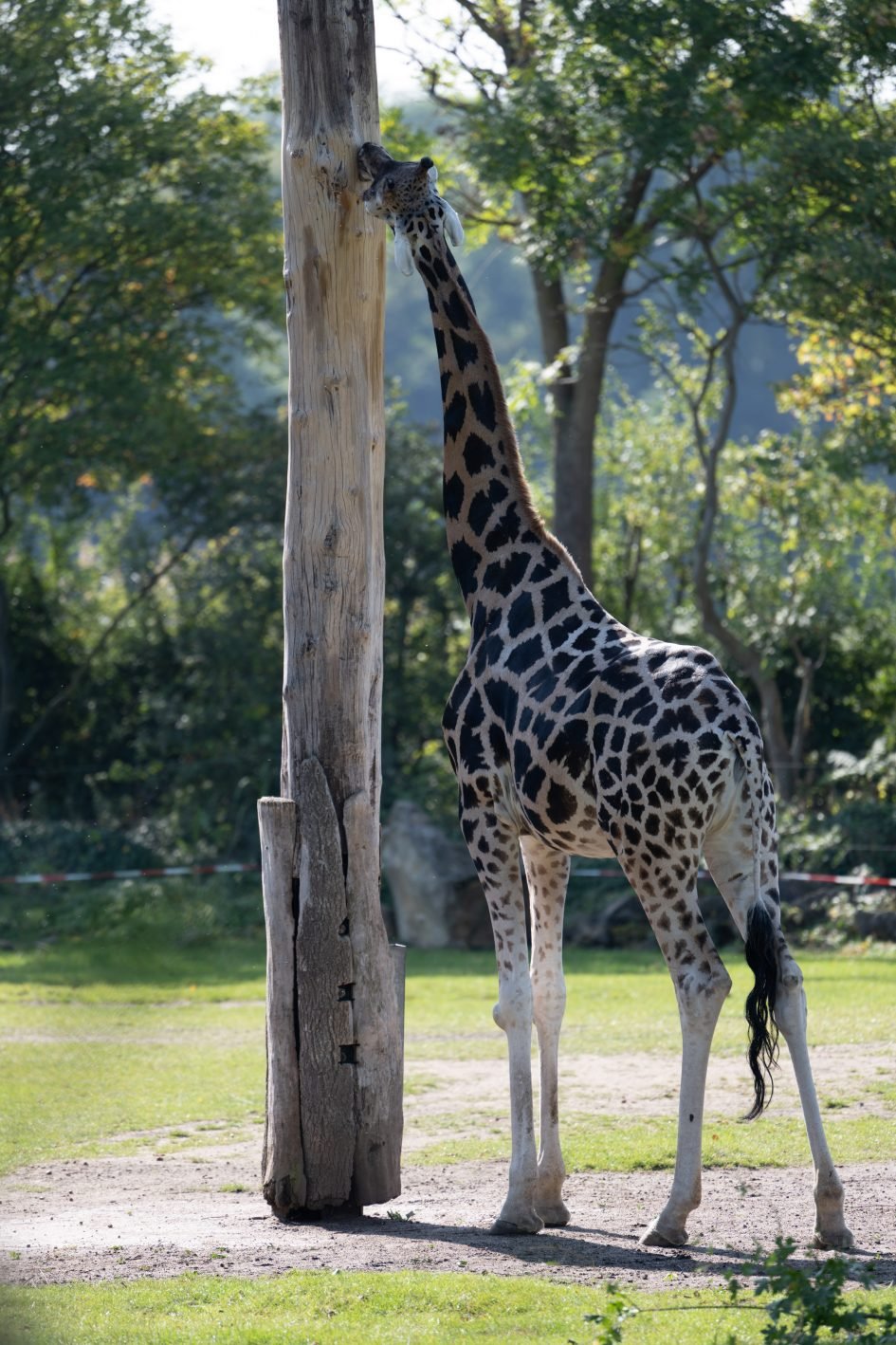 NikonZ70-200f2-8VRS_TC14_280f4_74255