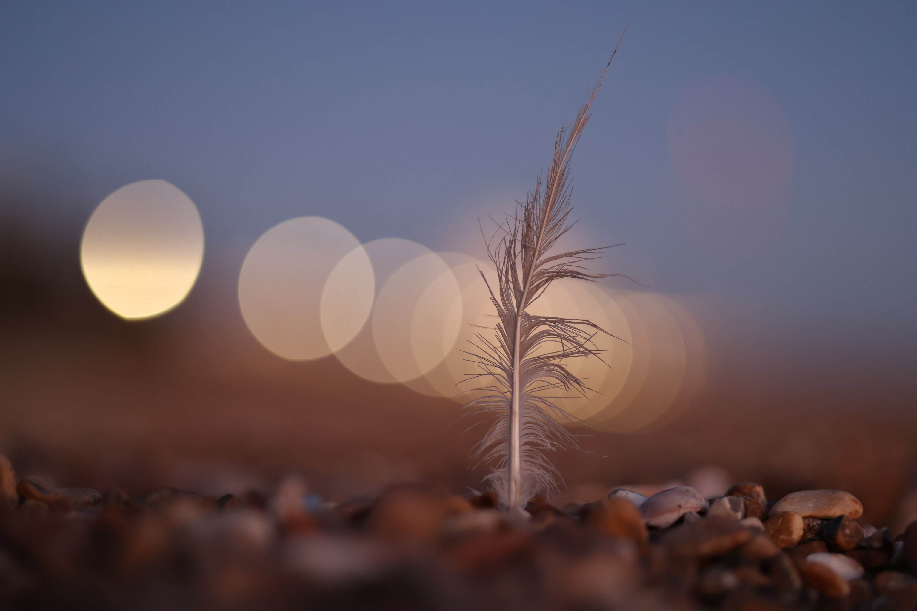 canon rf 85mm f2 macro sample images