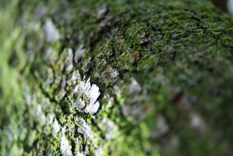  Sony FE 50mm f1 .2 GM review Cameralabs