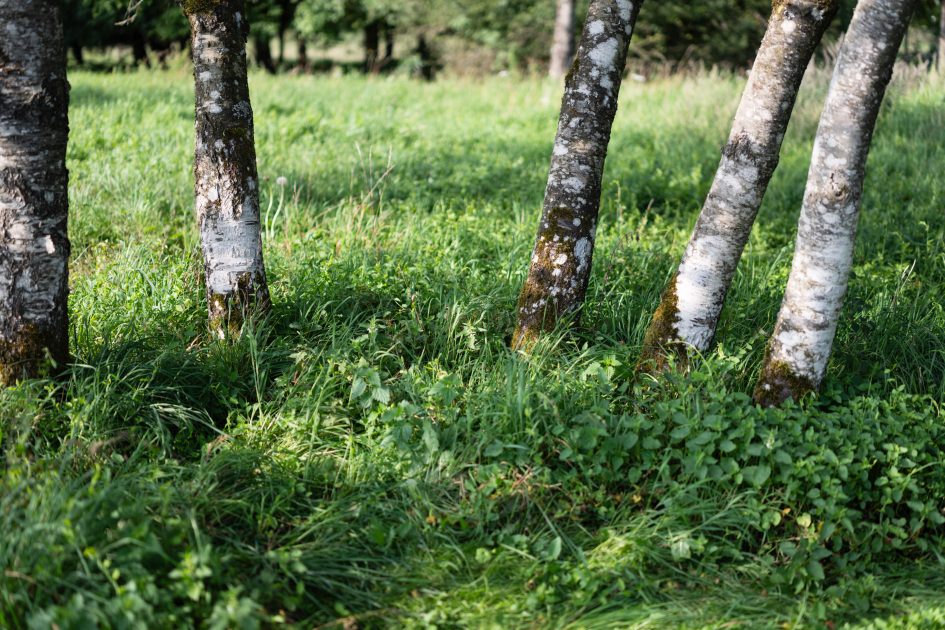 ZeissOtusML50f1-4_f1-4_34743