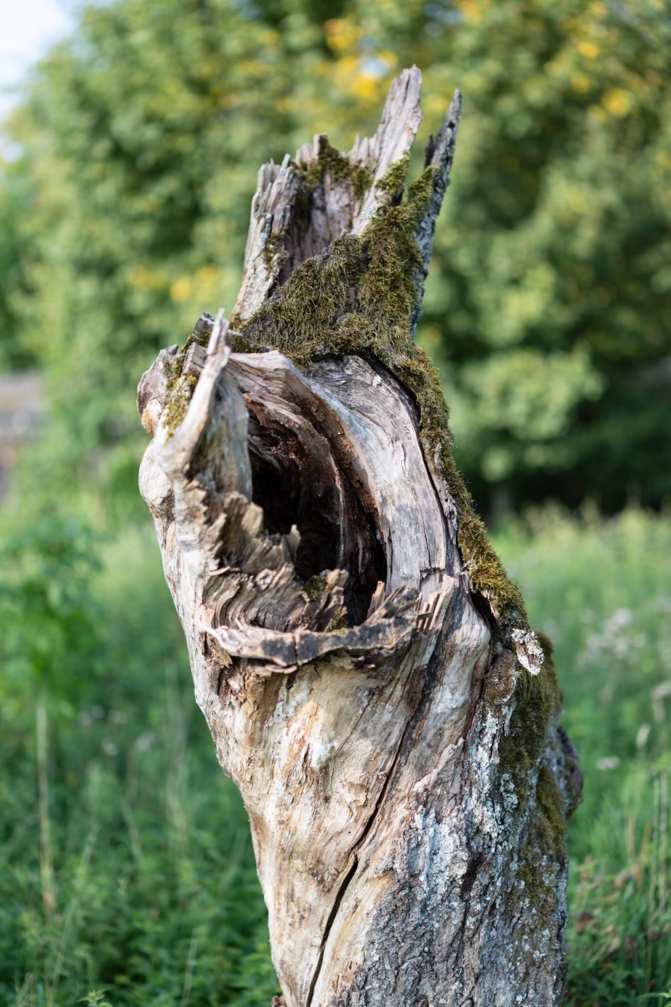 ZeissOtusML50f1-4_f1-4_34754