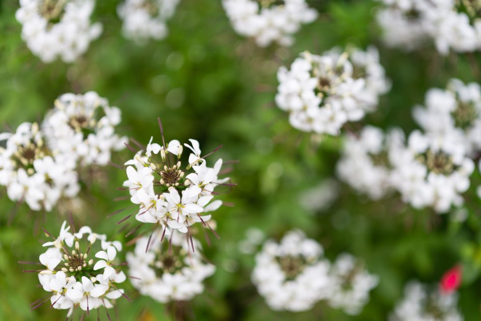 ZeissOtusML50f1-4_f1-4_34913