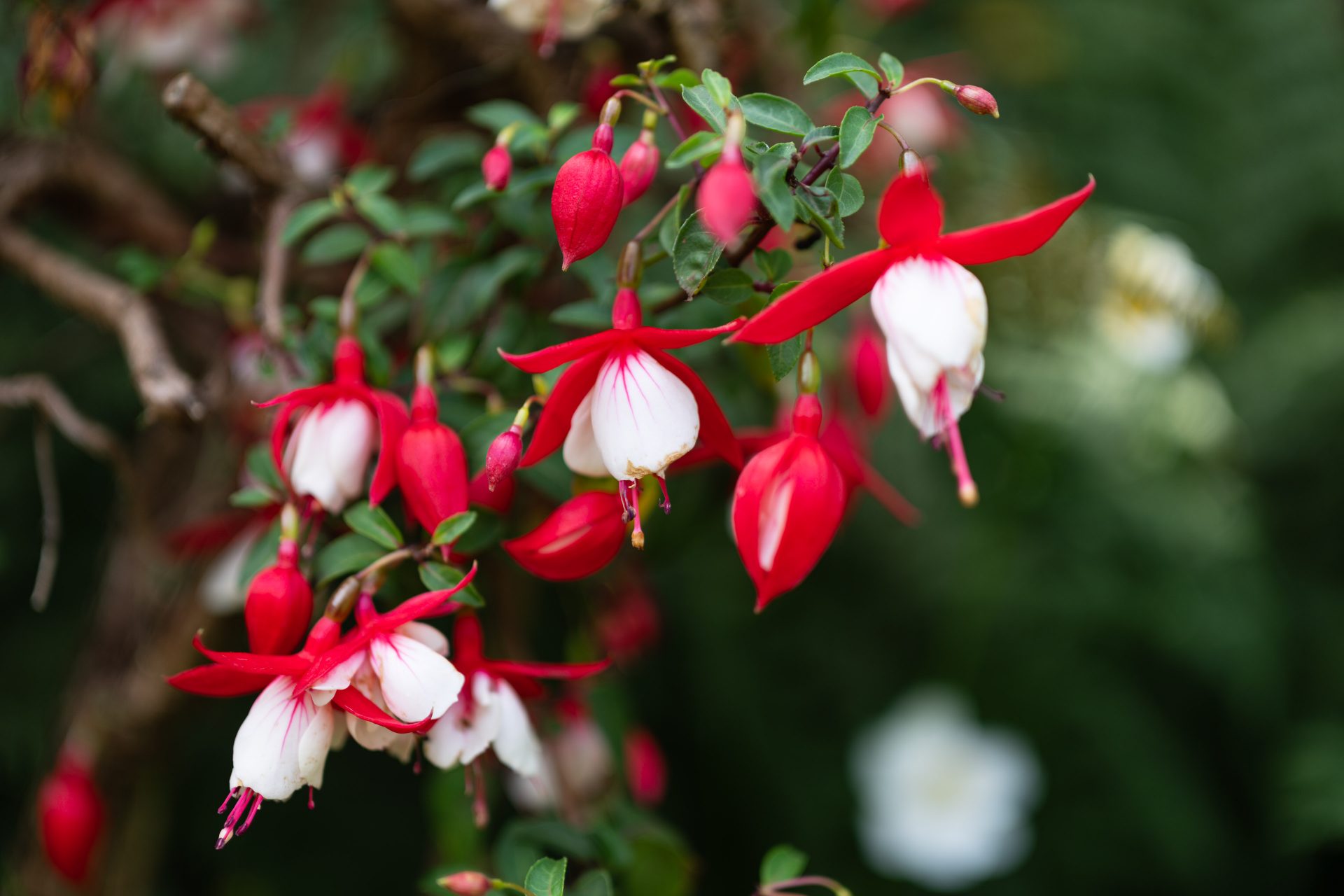 ZeissOtusML50f1-4_f1-4_34921