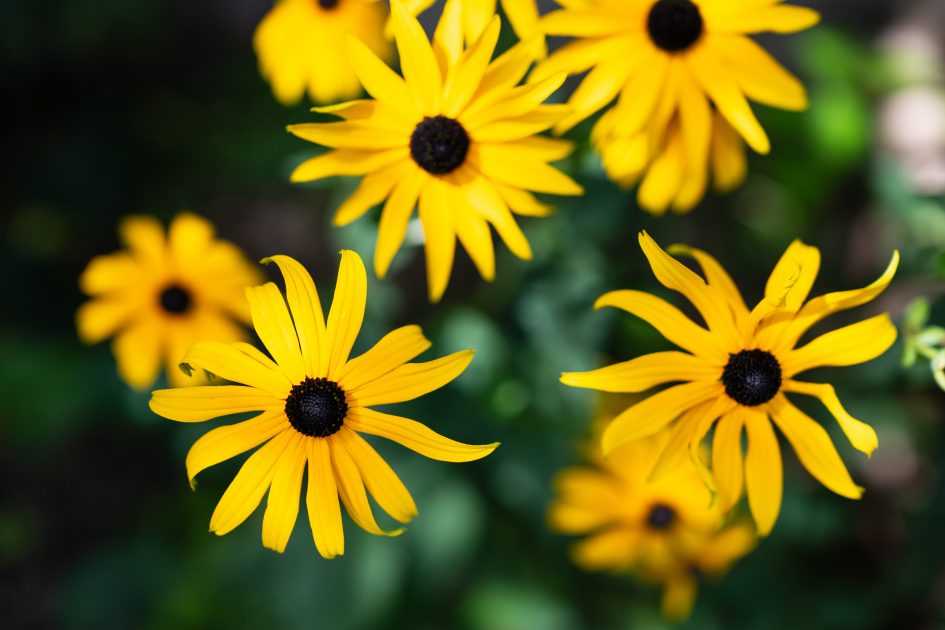 ZeissOtusML50f1-4_f2_34925