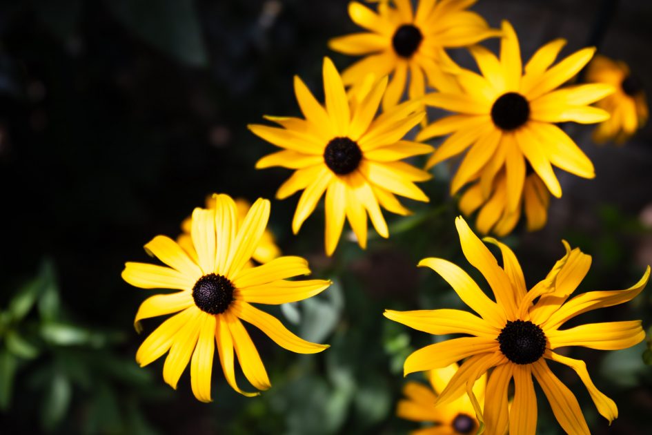 Tamron16-30f2-8_29f2-8_34942