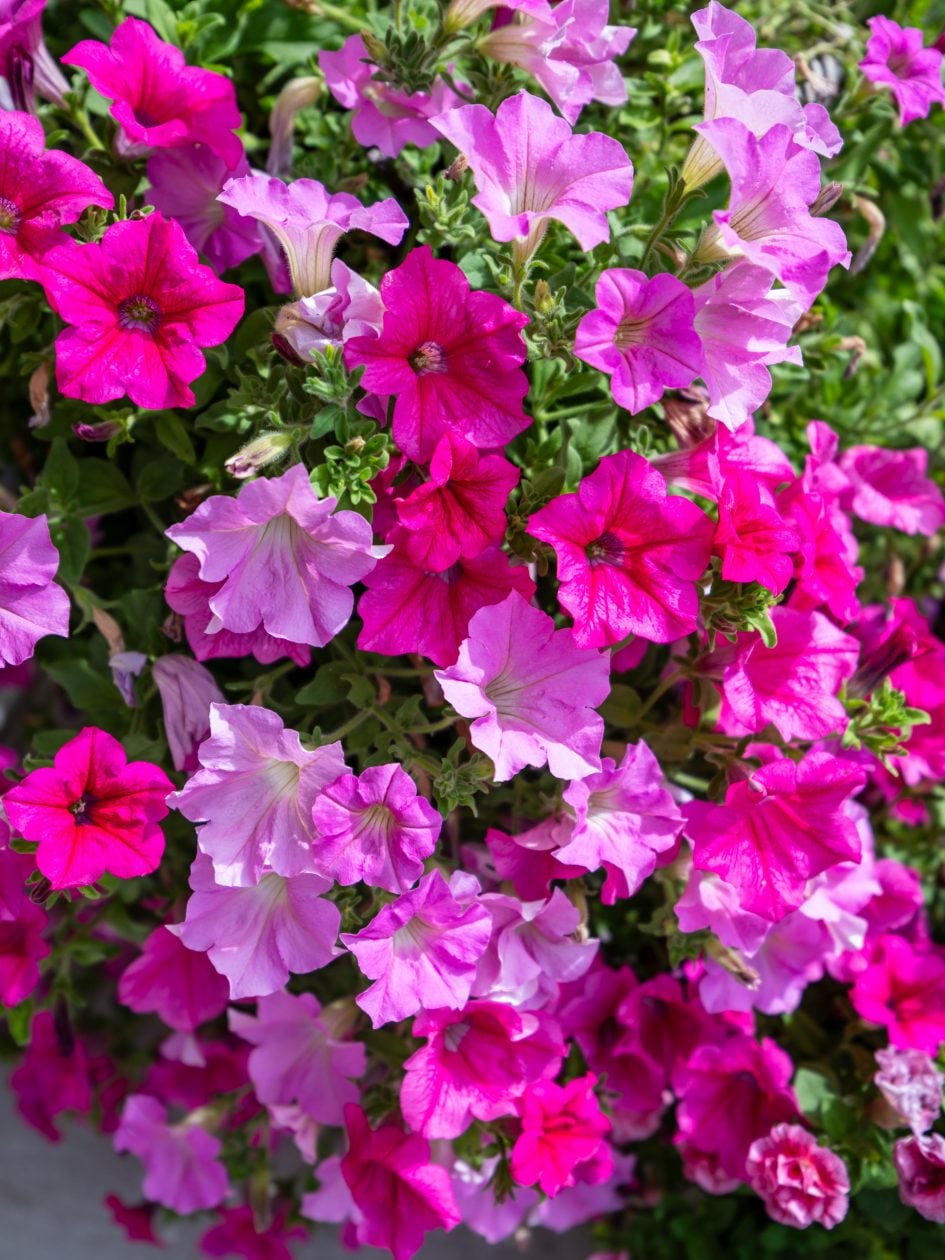 Tamron16-30f2-8_30f2-8_34927