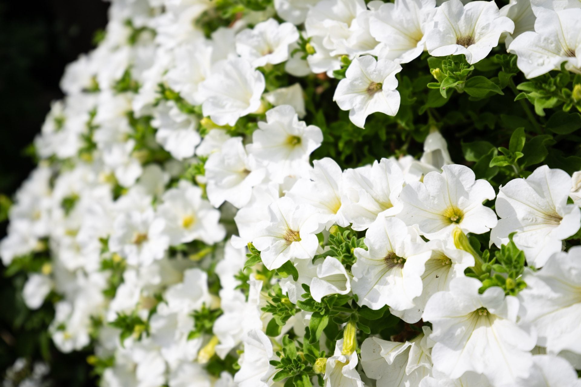 Tamron16-30f2-8_30f2-8_34938