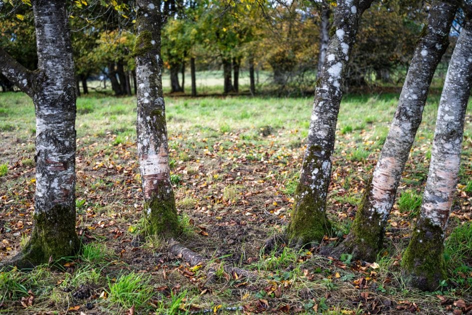 NikonZ24-70f2-8SII_50f2-8_28444