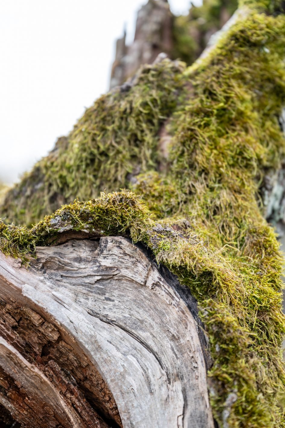 NikonZ24-70f2-8SII_70f2-8_28448