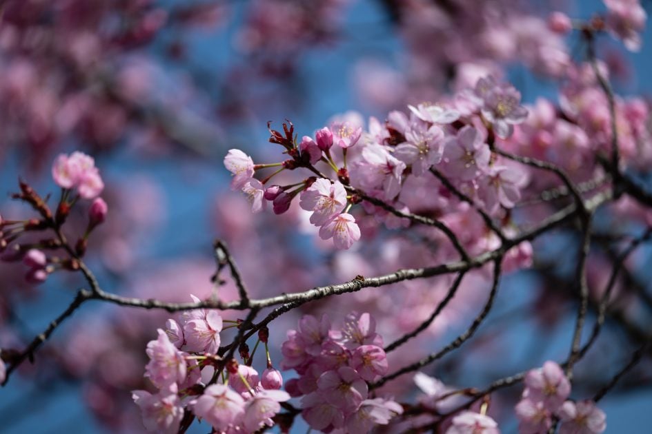 NikonZ70-200f2-8VRSII_200f2-8_36997