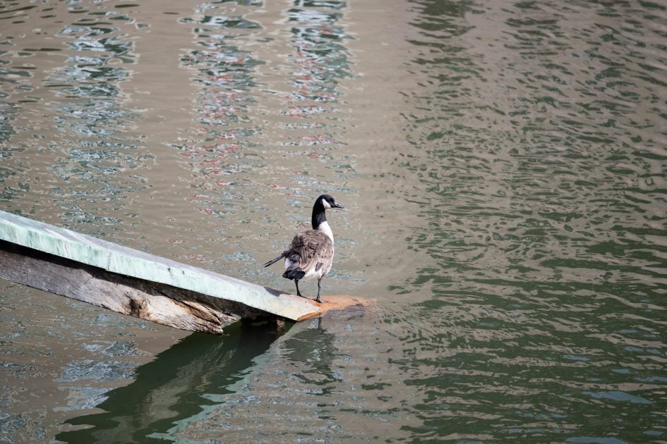 NikonZ70-200f2-8VRSII_200f2-8_37048