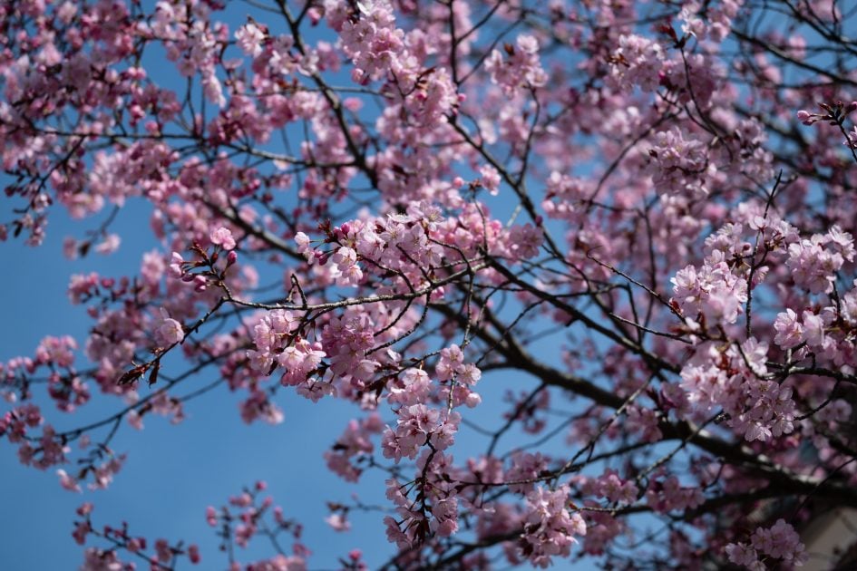 NikonZ70-200f2-8VRSII_70f2-8_36996