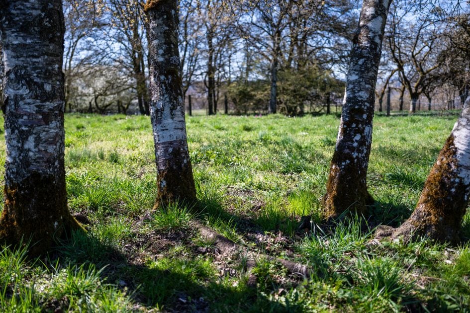 Voigtlander28f2Apo_f2_37321