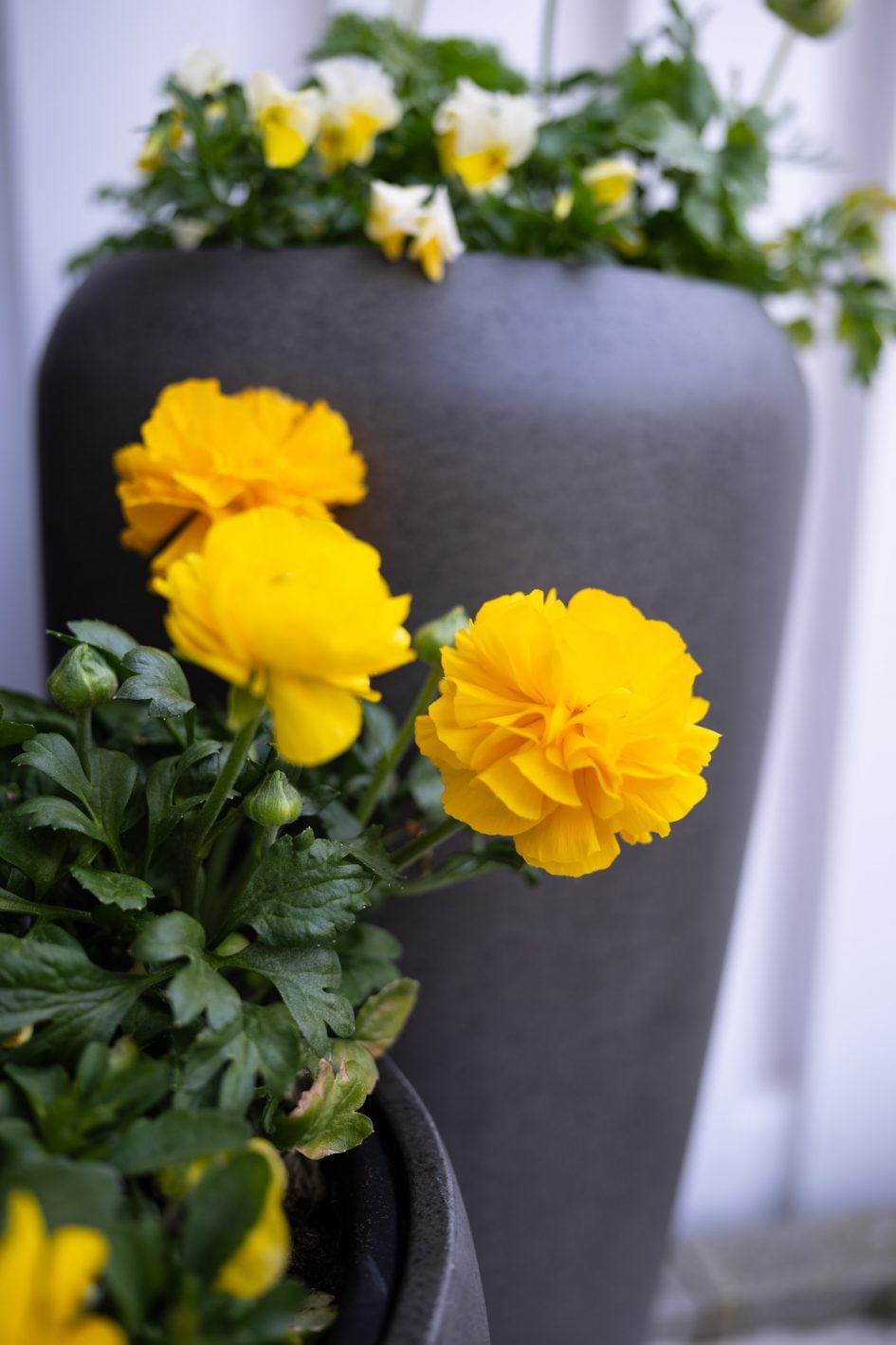 Voigtlander28f2Apo_f2_37323