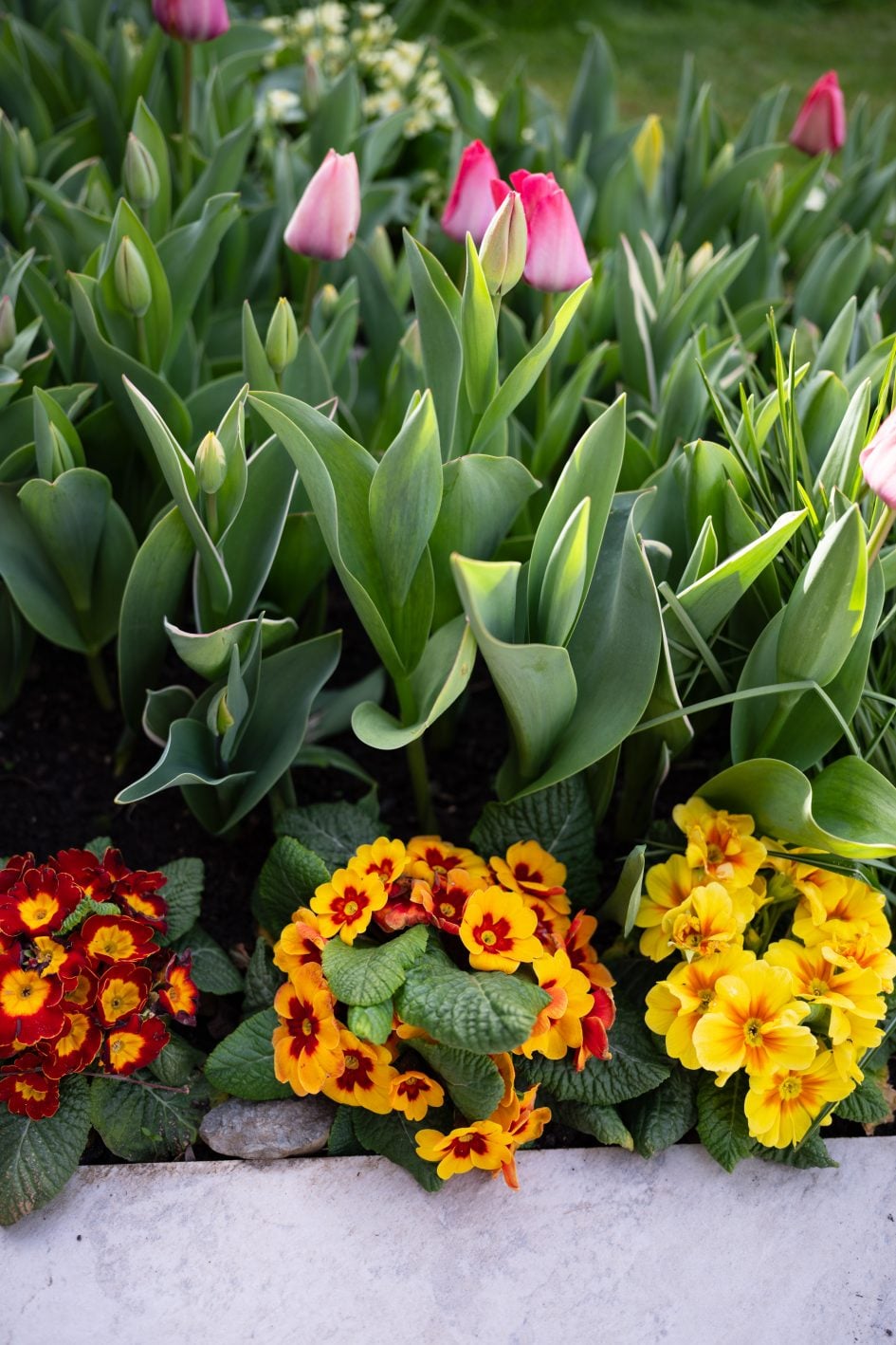 Voigtlander28f2Apo_f2_37331