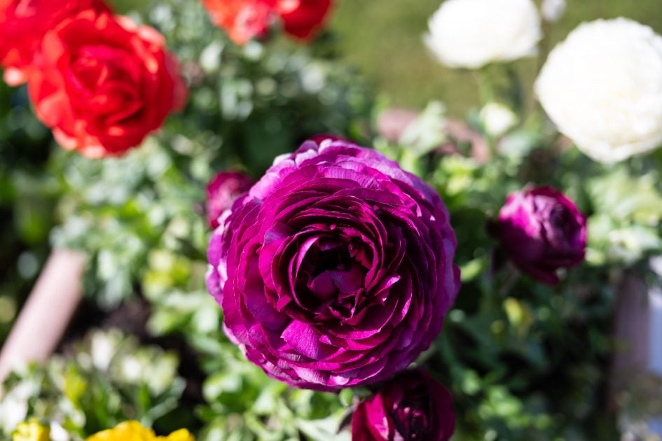 Voigtlander28f2Apo_f2_37333