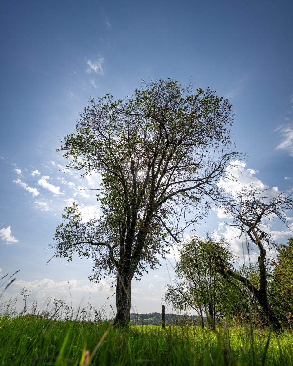 Tamron12-20f2-8_12f2-8_41413