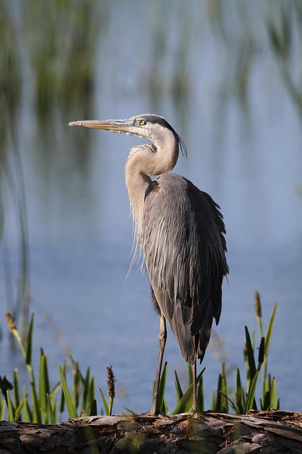 Bird photo taken with 500mm