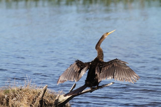 Bird photo taken with 500mm