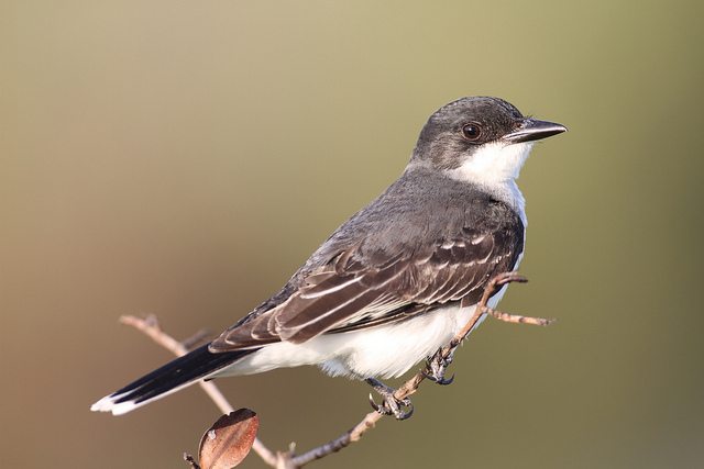 Bird taken with 500mm