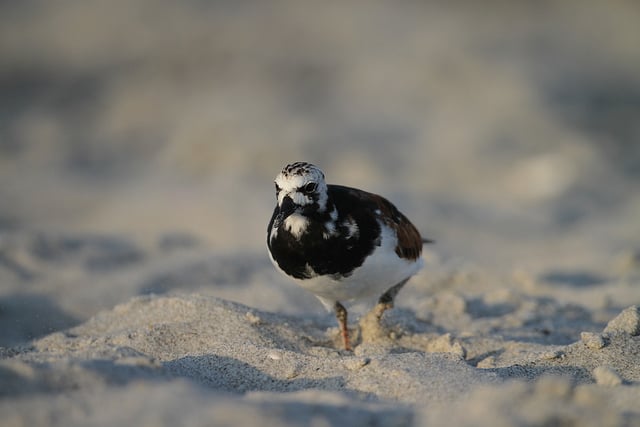 Bird taken with 500mm