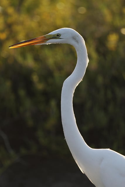 Bird taken with 500mm