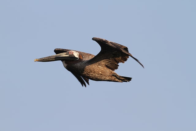 Bird taken with 500mm