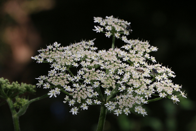 Canon EOS 70D sample image