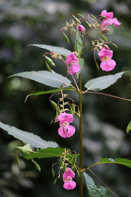 Canon EOS 70D sample image