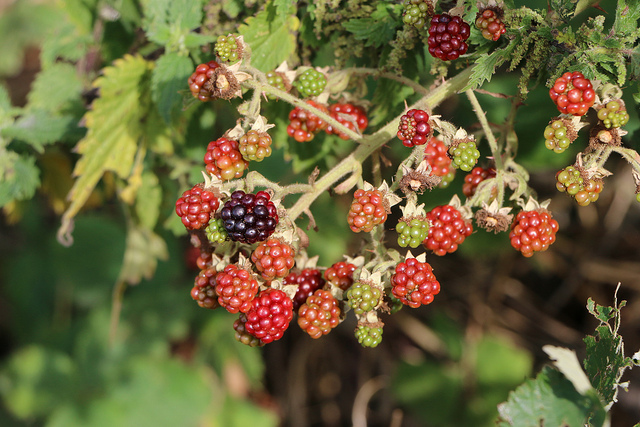 Canon EOS 70D sample image