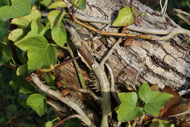 Canon EOS 70D sample image
