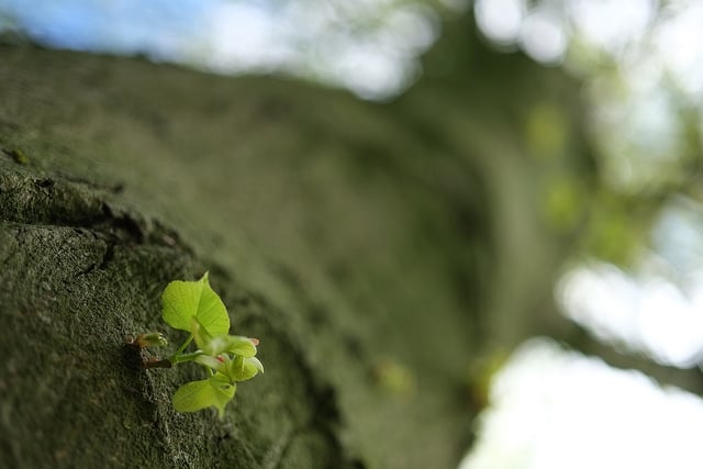 Zeiss Touit 32mm f1.8 sample image at f1.8