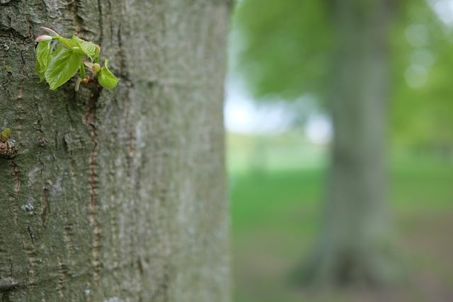 Zeiss Touit 32mm f1.8 sample image at f2.8