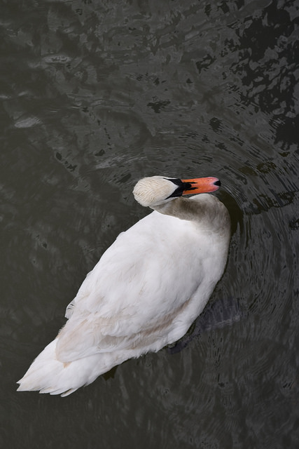 Nikon D3300 sample image