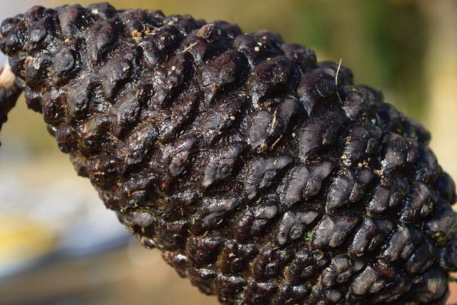 Nikon D5300 sample image