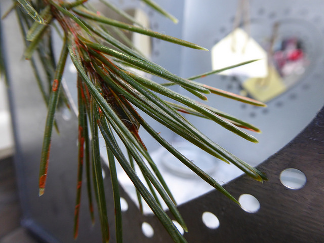 Panasonic Lumix TZ60 / ZS40 sample image