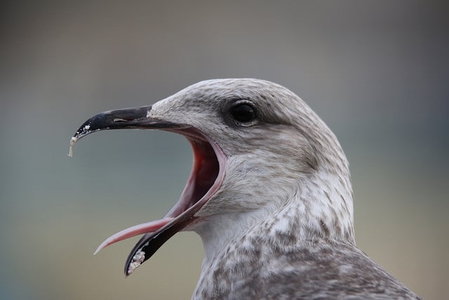 Sigma 150-600mm Sport sample image with Canon EOS 5D Mark III